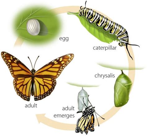 what is the first form of a butterfly figgerits|The Butterfly Life Cycle (with Diagram and Pictures).